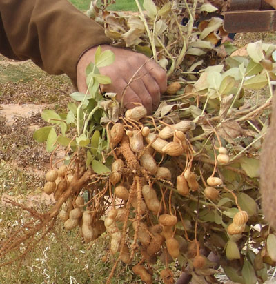 Récolte d'arachide dans la palmeraie de Sebseb